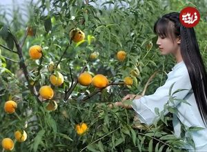 (ویدئو) برداشت هلو در باغ و تهیه کمپوت توسط دختر خوش ذوق روستاییِ چینی