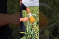 (ویدئو) لحظه لذت بخش برداشت و برش زدن آناناس در مزرعه
