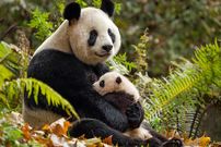 عکس؛ تنبلی، راز باورنکردنی بقای پاندای غول‌پیکر