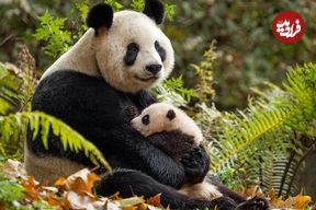 عکس؛ تنبلی، راز باورنکردنی بقای پاندای غول‌پیکر
