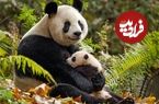 عکس؛ تنبلی، راز باورنکردنی بقای پاندای غول‌پیکر