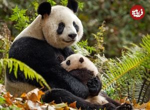 عکس؛ تنبلی، راز باورنکردنی بقای پاندای غول‌پیکر