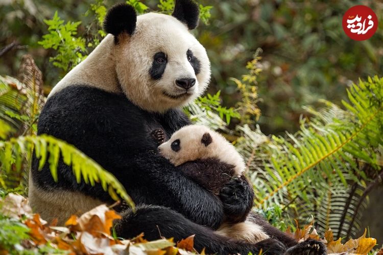 عکس؛ تنبلی، راز باورنکردنی بقای پاندای غول‌پیکر