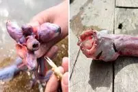 ببینید| مارماهی گابی؛ یک موجود عجیب و بیگانه در دل دریا!