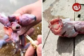 ببینید| مارماهی گابی؛ یک موجود عجیب و بیگانه در دل دریا!