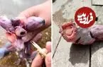 ببینید| مارماهی گابی؛ یک موجود عجیب و بیگانه در دل دریا!