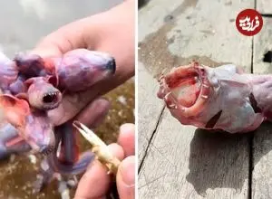 ببینید| مارماهی گابی؛ یک موجود عجیب و بیگانه در دل دریا!