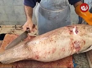 (ویدئو) مهارت دیدنی صیاد سوری در برش و فیله کردن ماهی هامور 30 کیلوگرمی