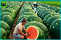 (ویدئو) نگاهی به مدرن ترین ماشین های برداشت محصولات کشاورزی 