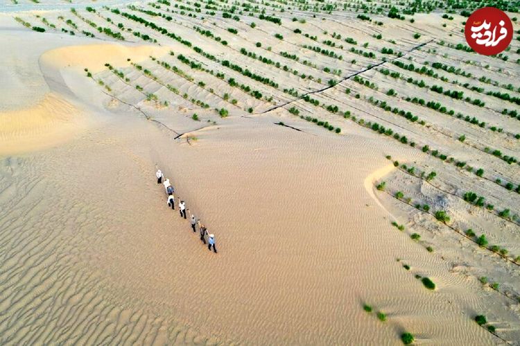 ببینید؛ تکنیک چین برای درختکاری وسط بیابان؛ تبدیل صحرا به سرزمین سبز!
