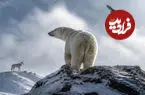 رکوردهای باورنکردنی حس بویایی؛ وقتی کیلومترها فاصله هم جلوی بینی را نمی گیرد + اینفوگرافیک