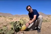 (ویدئو) کشاورزهای خراسانی چگونه بدون آب هنداونه کشت و برداشت می کنند؟