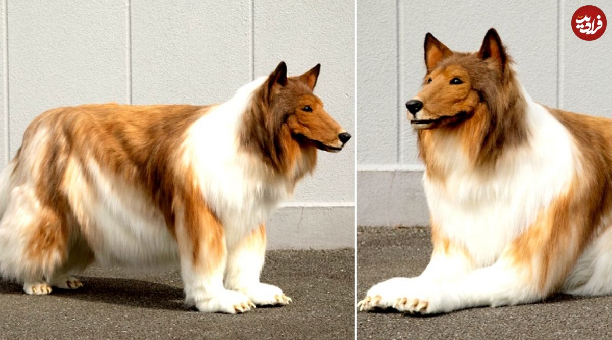(تصاویر) مرد ژاپنی خودش را تبدیل به سگ کرد