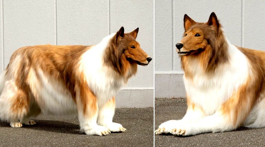(تصاویر) مرد ژاپنی خودش را تبدیل به سگ کرد