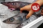 ببینید؛ غذای خیابانی در ژاپن؛ تهیه ساشیمی با ماهی های عجیب اعماق دریا در شیزوکا