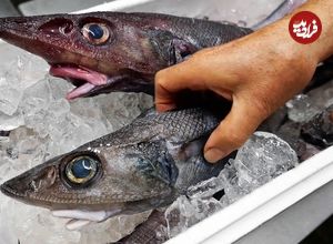 ببینید؛ غذای خیابانی در ژاپن؛ تهیه ساشیمی با ماهی های عجیب اعماق دریا در شیزوکا