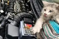 ببینید| کشف ۵ بچه‌گربه در موتور خودرو پس از طی ۱۴ کیلومتر
