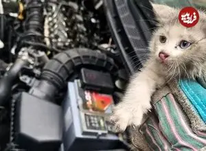 ببینید| کشف ۵ بچه‌گربه در موتور خودرو پس از طی ۱۴ کیلومتر