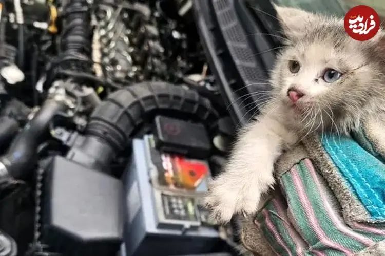 ببینید| کشف ۵ بچه‌گربه در موتور خودرو پس از طی ۱۴ کیلومتر