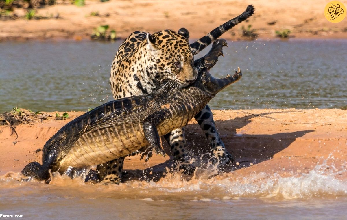 (ویدئو) خونسردی حیرت‌انگیز یک جگوار هنگام شکار تمساح