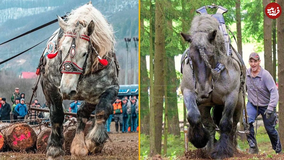 (ویدئو) قوی ترین اسب های جهان؛ این اسب به اندازه یک بیل مکانیکی زور دارد!