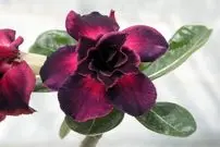 راهنمای کامل نگهداری از گیاه «آدنیوم»