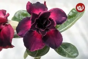 راهنمای کامل نگهداری از گیاه «آدنیوم»