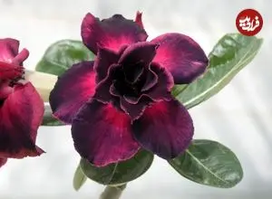 راهنمای کامل نگهداری از گیاه «آدنیوم»