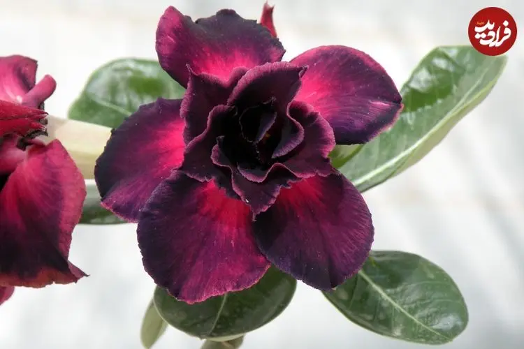 راهنمای کامل نگهداری از گیاه «آدنیوم»