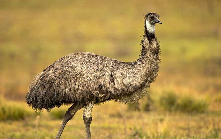 ( عکس) تخم عجیب بزرگ ترین پرنده استرالیا