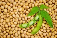 «سویا» چگونه دنیا را تسخیر کرد؟