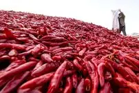 (ویدئو) نحوه برداشت فلفل قرمز با ماشین؛ فرآوری پودر فلفل قرمز در کارخانه
