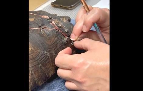 ( ویدیو) ترمیم و بخیه زدن لاک شکسته یک لاکپشت 