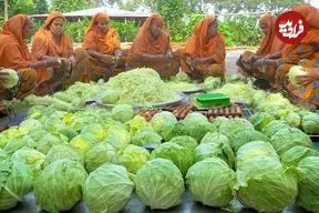 ببینید| غذای روستایی در هند؛ پخت خوراک کاری با 100 کیلو کلم و 100 تخم مرغ