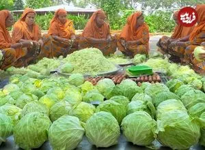 ببینید| غذای روستایی در هند؛ پخت خوراک کاری با 100 کیلو کلم و 100 تخم مرغ