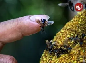 زنبورهای بی‌نیش، نخستین حشرات دارای حقوق قانونی