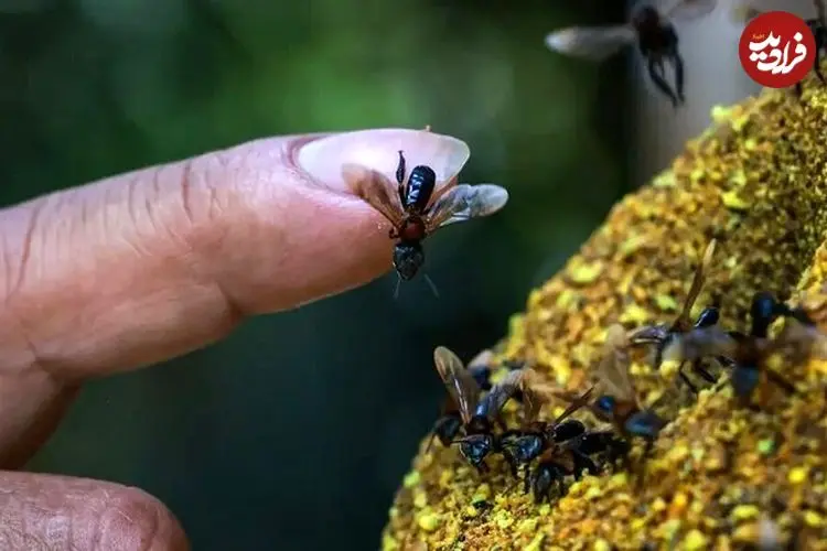 زنبورهای بی‌نیش، نخستین حشرات دارای حقوق قانونی