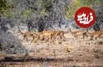 شفاف‌سازی درباره انتشار خبر کذب پیرامون آهوهای جزیره خارگ