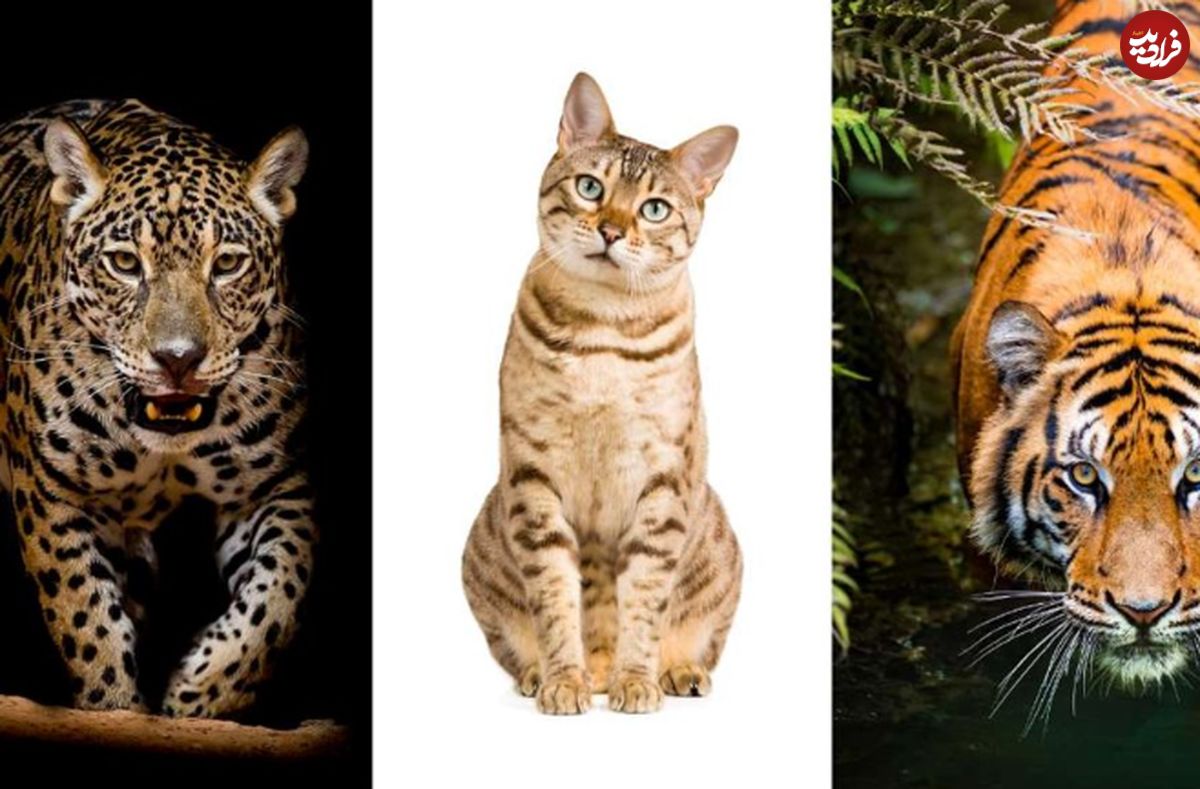 (ویدئو) مقایسه جالب بین اندازه تمام گربه سان ها؛ آیا می دانید بزرگترین گربه جهان کدام است؟