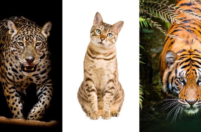 (ویدئو) مقایسه جالب بین اندازه تمام گربه سان ها؛ آیا می دانید بزرگترین گربه جهان کدام است؟