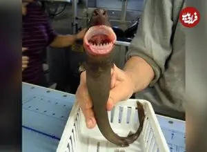 تصاویر| «کوسه کلوچه‌بر» پرگاری بی‌رحم، در اعماق دریا!