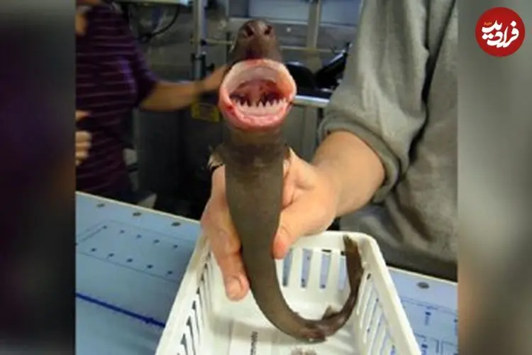 تصاویر| «کوسه کلوچه‌بر» پرگاری بی‌رحم، در اعماق دریا!