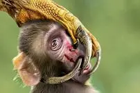 ببینید| جغدها؛ کامل ترین شکارچیان طبیعت