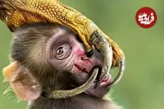 ببینید| جغدها؛ کامل ترین شکارچیان طبیعت