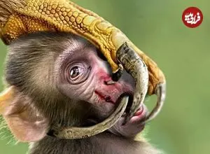 ببینید| جغدها؛ کامل ترین شکارچیان طبیعت