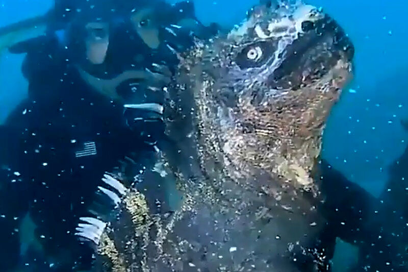 (ویدیو) چهره ترسناک گودزیلا در عمق اقیانوس؛ کوچک اما جنجال‌ساز