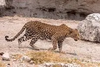 ببینید؛ مشاهده یک پلنگ ایرانی در حاشیه روستای سمین‌دشت