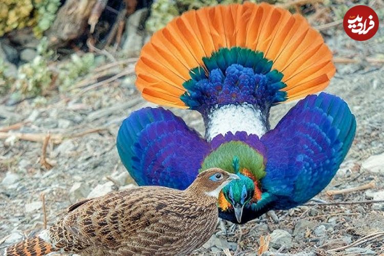 تصاویر؛ رنگارنگ‌ترین پرندگان هند که انگار از دل نقاشی بیرون آمده‌اند