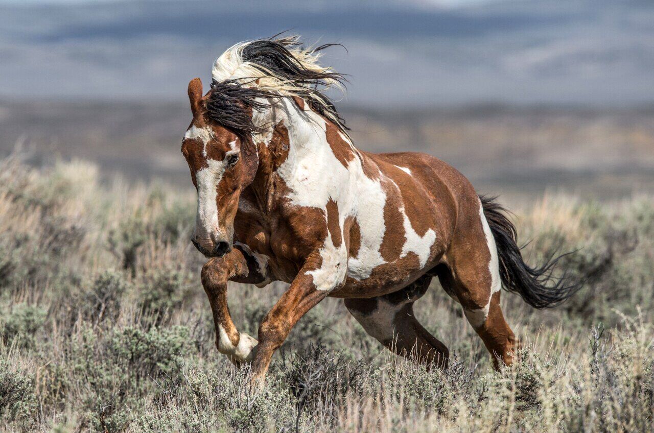 ( عکس) «موستانگ» اسب ده هزار ساله آمریکایی!