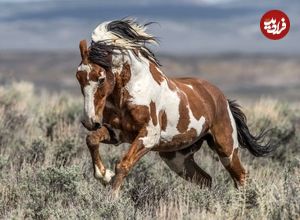( عکس) «موستانگ» اسب ده هزار ساله آمریکایی!